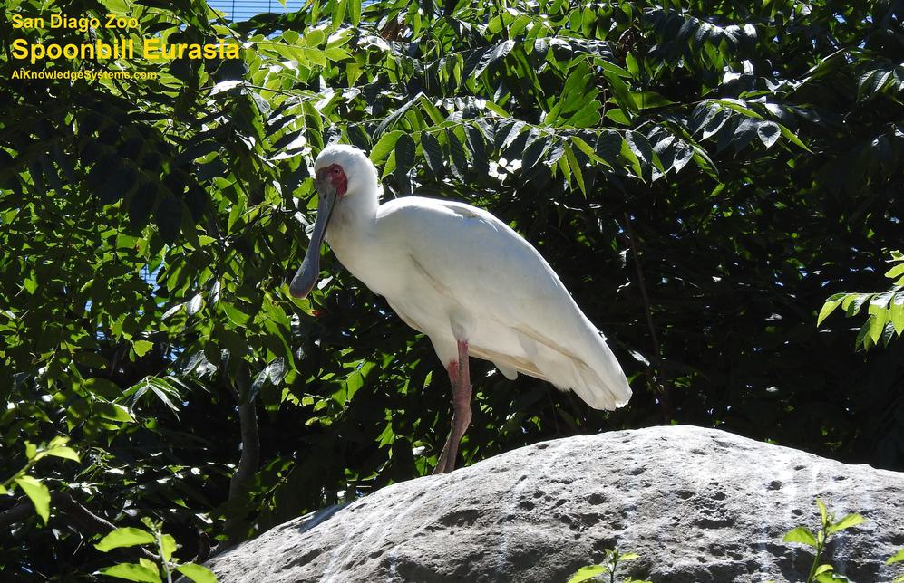 Spoonbill Eurasian (11) Coming Soon